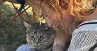 avatar petsitter