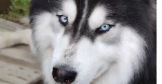 avatar petsitter