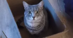 avatar petsitter