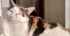 avatar petsitter