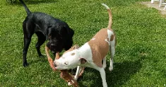 avatar petsitter