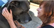 avatar petsitter