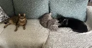 avatar petsitter