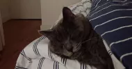avatar petsitter