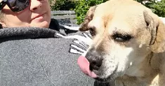 avatar petsitter