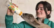 avatar petsitter