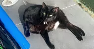 avatar petsitter