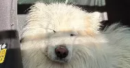 avatar petsitter