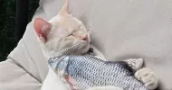 avatar petsitter