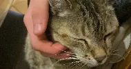 avatar petsitter