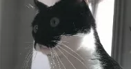 avatar petsitter