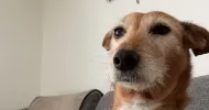 avatar petsitter