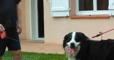 avatar petsitter