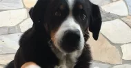 avatar petsitter