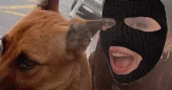 avatar petsitter