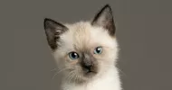 avatar petsitter