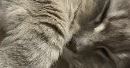 avatar petsitter