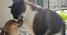 avatar petsitter
