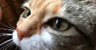 avatar petsitter