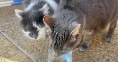 avatar petsitter