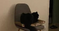 avatar petsitter