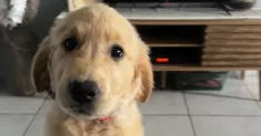 avatar petsitter