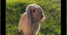 avatar petsitter