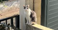 avatar petsitter