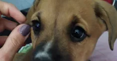 avatar petsitter