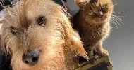 avatar petsitter