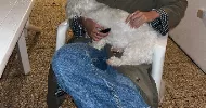 avatar petsitter