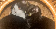 avatar petsitter