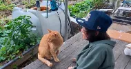 avatar petsitter