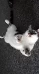 avatar petsitter